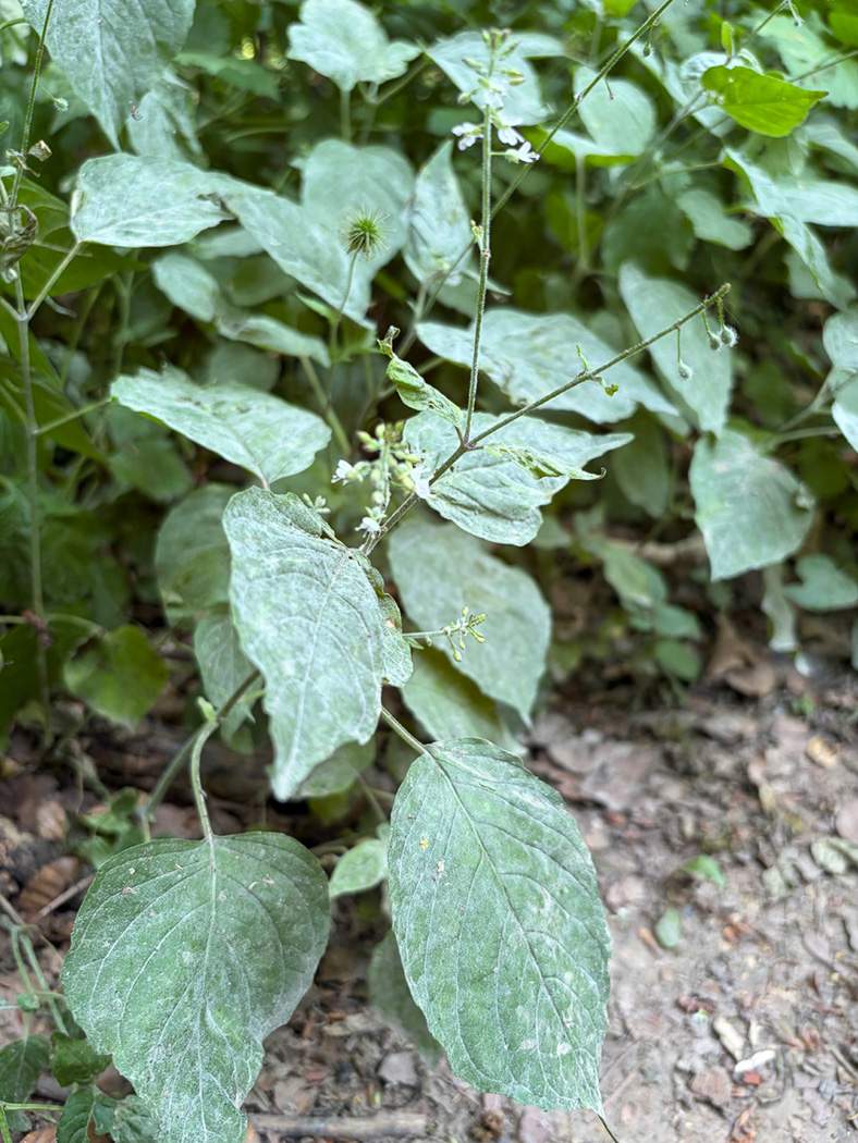 Photo © Sarah Ebdon Erysiphe circaeae by Sarah Ebdon